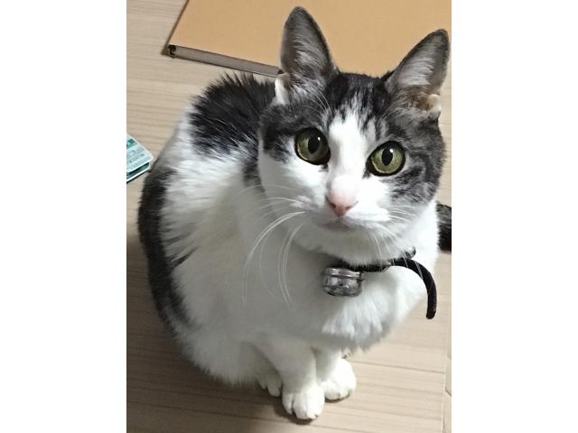 dispPetName($row['pet_name'])