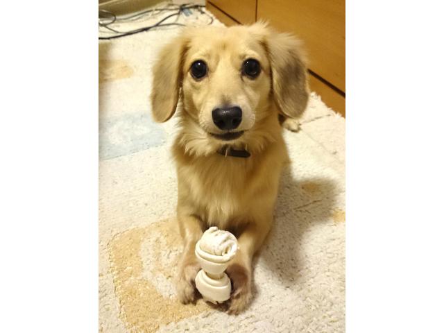 dispPetName($row['pet_name'])