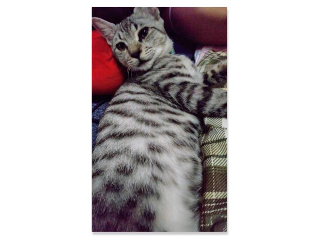 dispPetName($row['pet_name'])