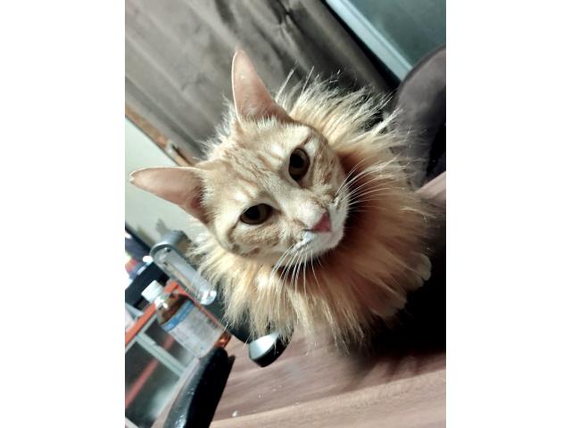 dispPetName($row['pet_name'])