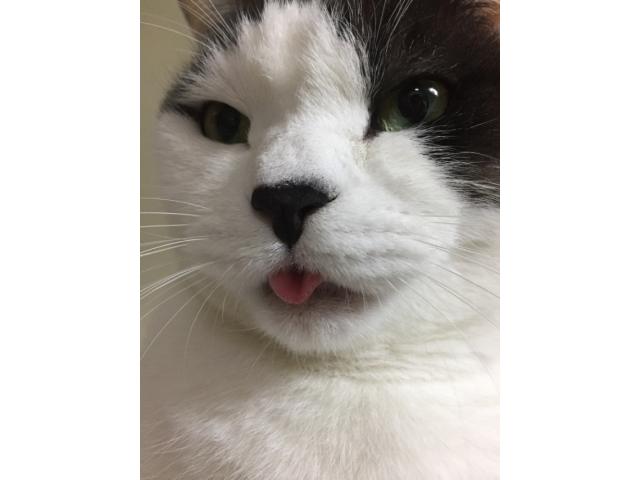 dispPetName($row['pet_name'])