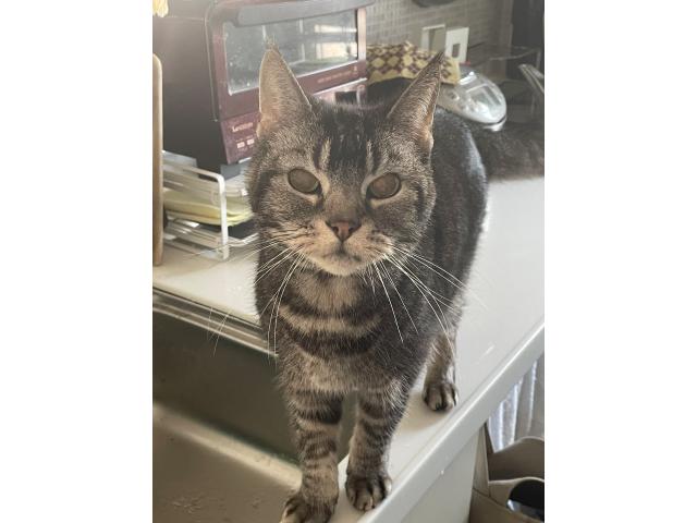 dispPetName($row['pet_name'])