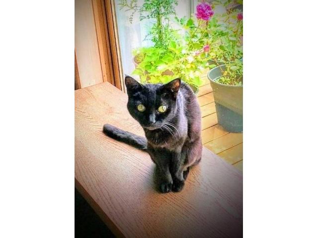 dispPetName($row['pet_name'])
