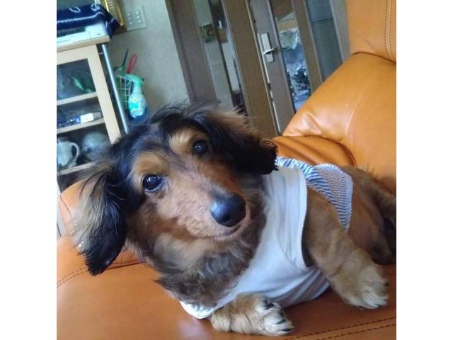 dispPetName($row['pet_name'])