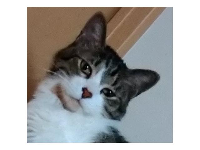 dispPetName($row['pet_name'])