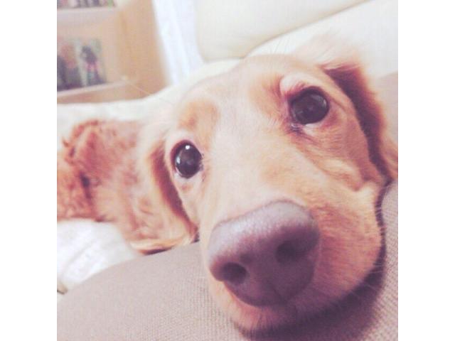 dispPetName($row['pet_name'])