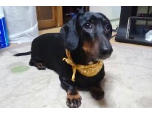 dispPetName($row['pet_name'])