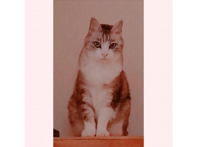 dispPetName($row['pet_name'])