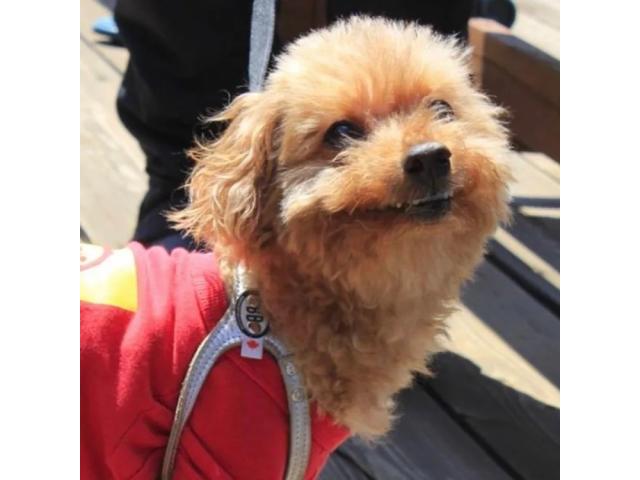 dispPetName($row['pet_name'])