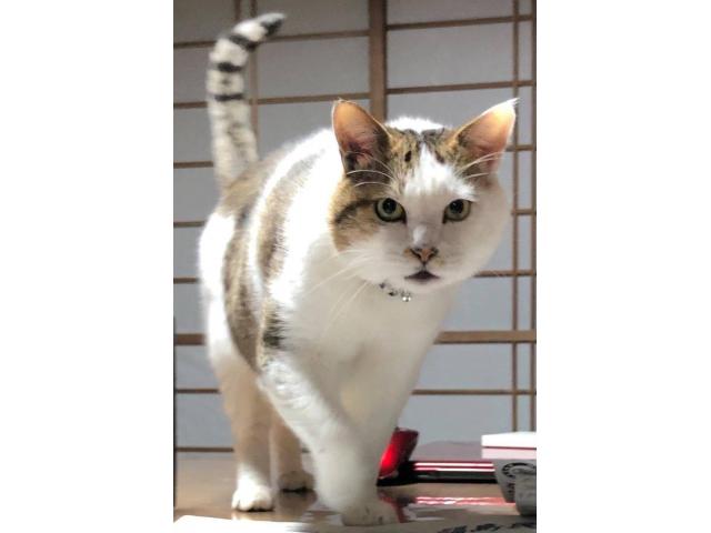dispPetName($row['pet_name'])