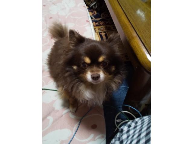 dispPetName($row['pet_name'])