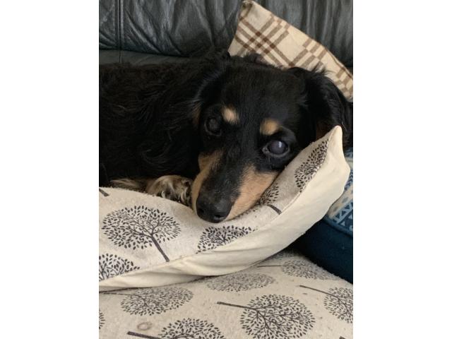 dispPetName($row['pet_name'])