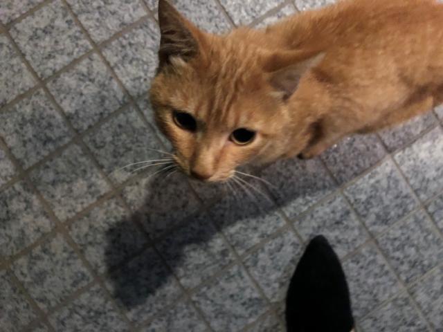 dispPetName($row['pet_name'])
