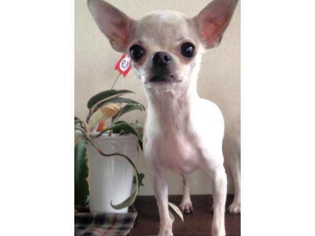 dispPetName($row['pet_name'])