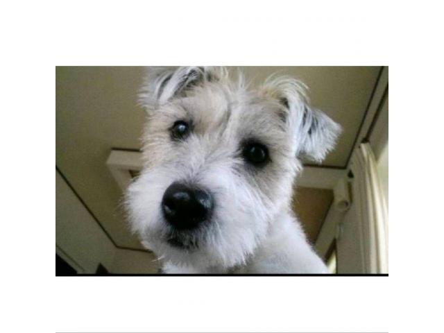 dispPetName($row['pet_name'])