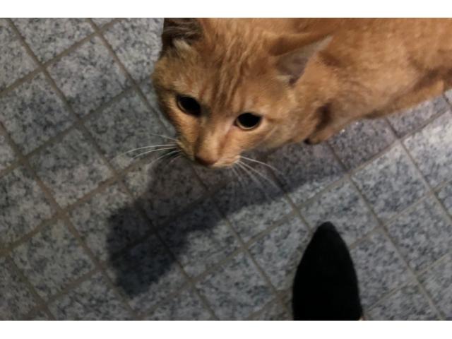 dispPetName($row['pet_name'])