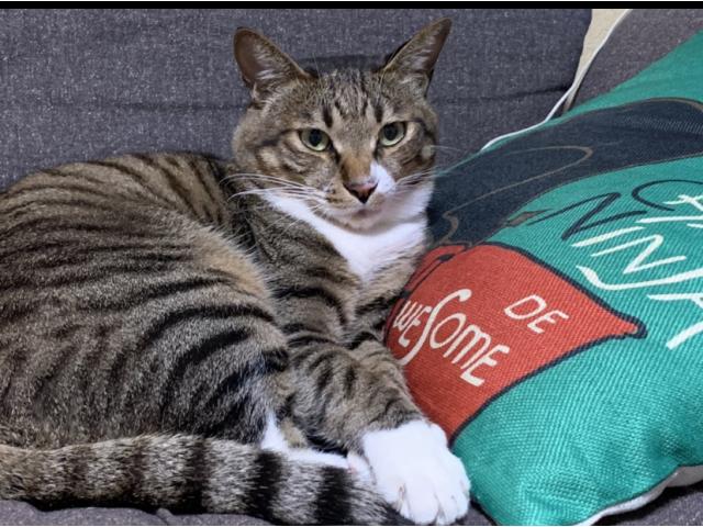 dispPetName($row['pet_name'])