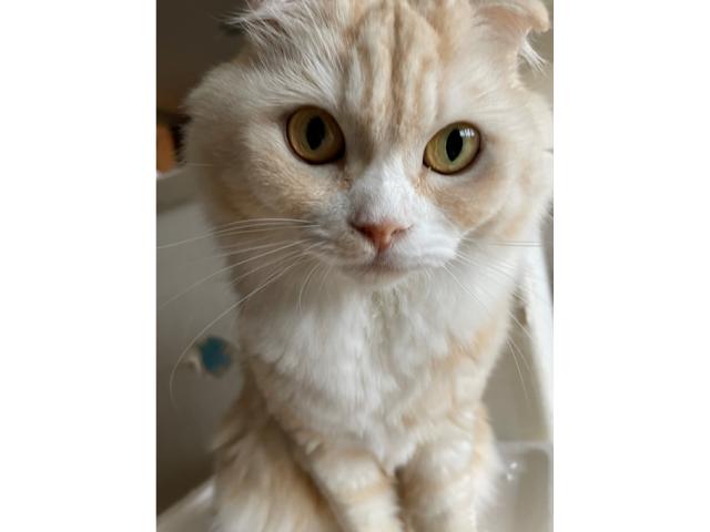 dispPetName($row['pet_name'])