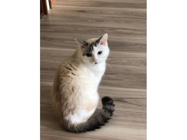 dispPetName($row['pet_name'])