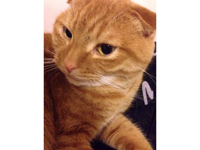 dispPetName($row['pet_name'])
