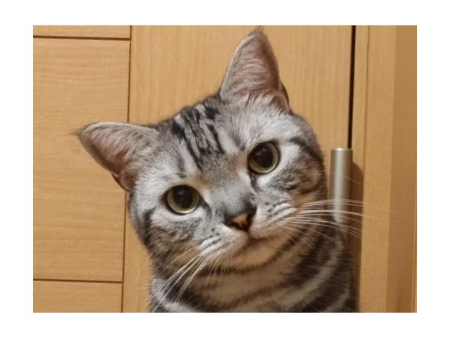 dispPetName($row['pet_name'])