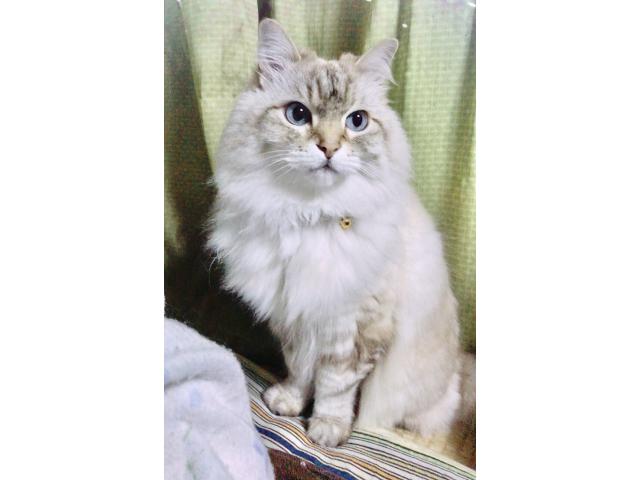 dispPetName($row['pet_name'])