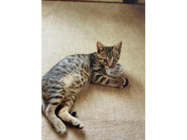 dispPetName($row['pet_name'])