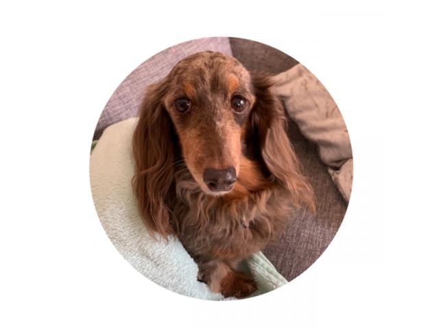 dispPetName($row['pet_name'])