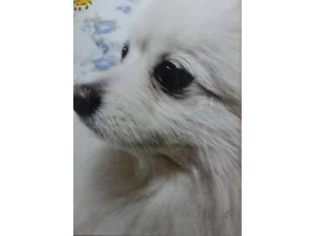 dispPetName($row['pet_name'])