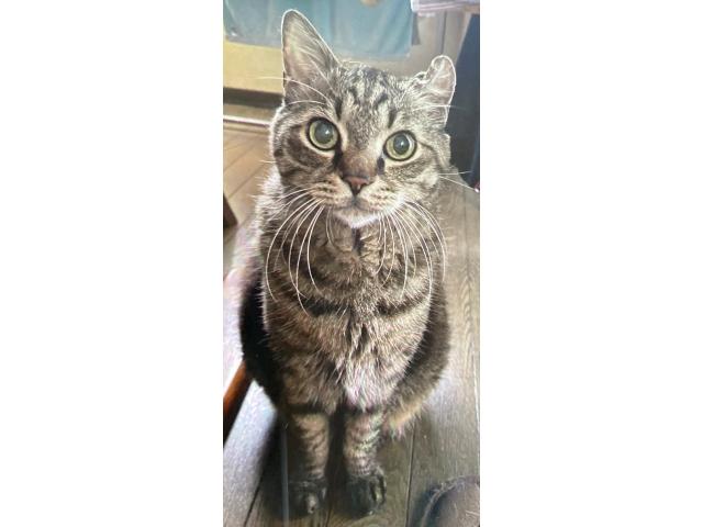 dispPetName($row['pet_name'])