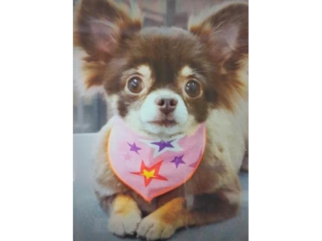 dispPetName($row['pet_name'])