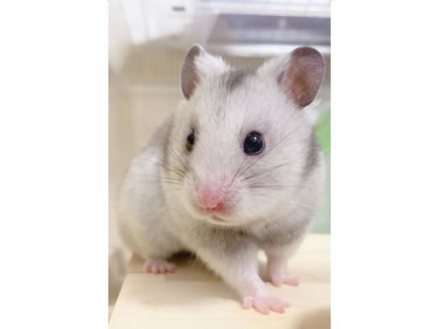 dispPetName($row['pet_name'])