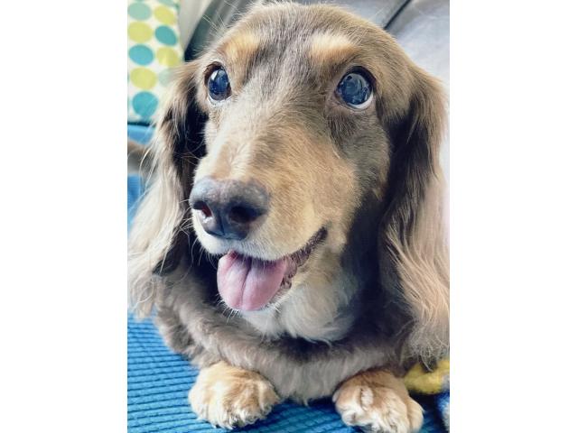 dispPetName($row['pet_name'])