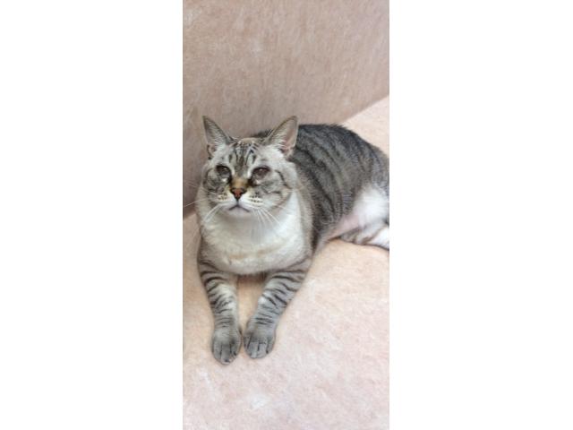 dispPetName($row['pet_name'])