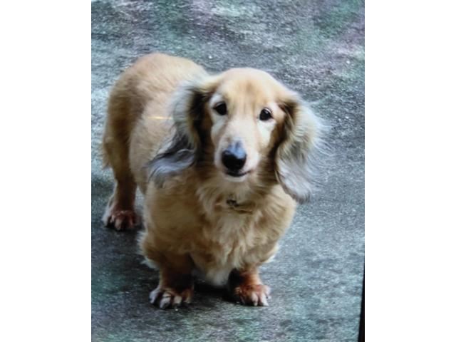 dispPetName($row['pet_name'])