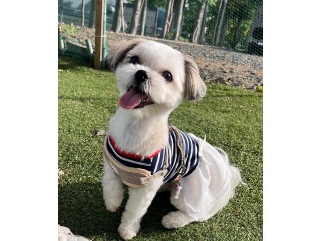 dispPetName($row['pet_name'])