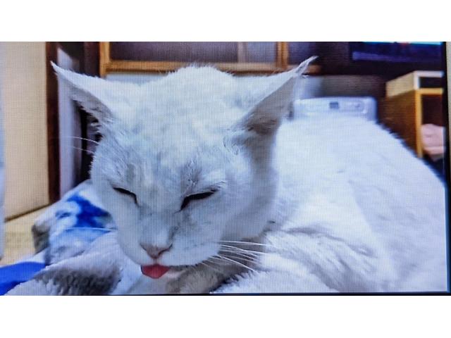 dispPetName($row['pet_name'])