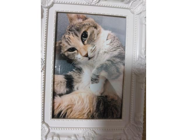 dispPetName($row['pet_name'])