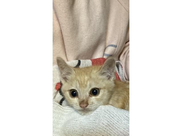 dispPetName($row['pet_name'])