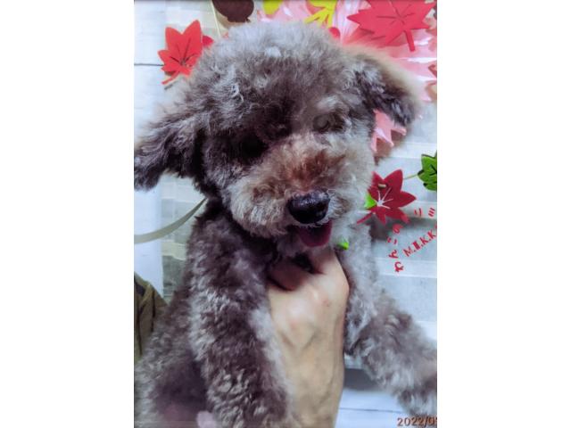 dispPetName($row['pet_name'])