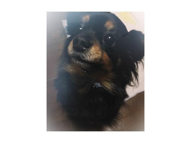 dispPetName($row['pet_name'])