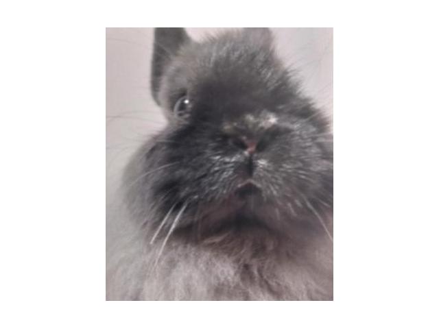 dispPetName($row['pet_name'])