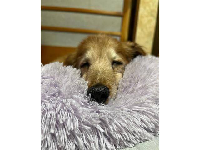 dispPetName($row['pet_name'])