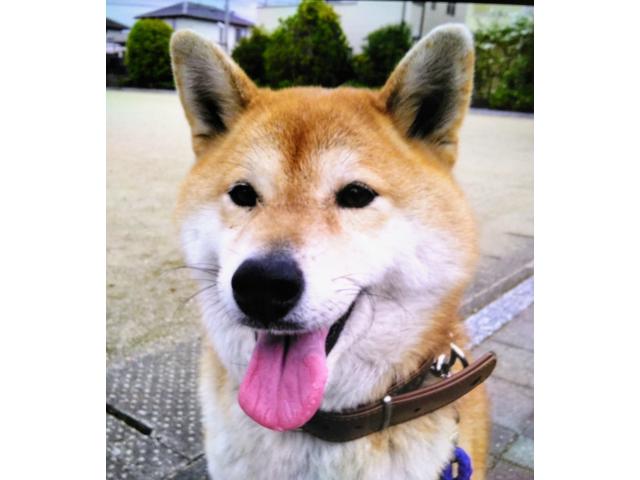 dispPetName($row['pet_name'])
