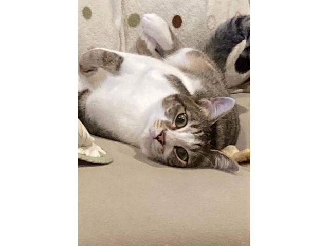 dispPetName($row['pet_name'])
