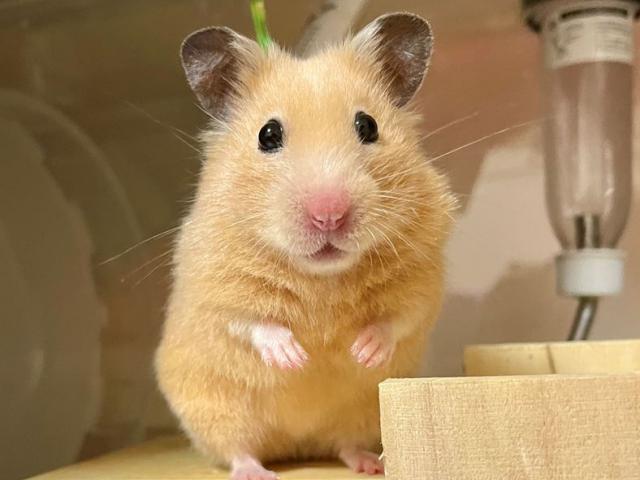 dispPetName($row['pet_name'])