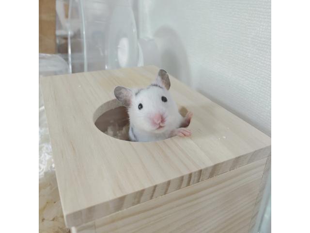 dispPetName($row['pet_name'])