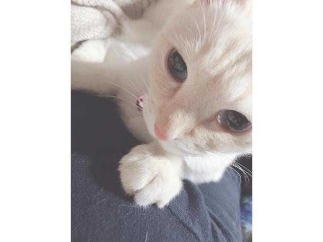 dispPetName($row['pet_name'])