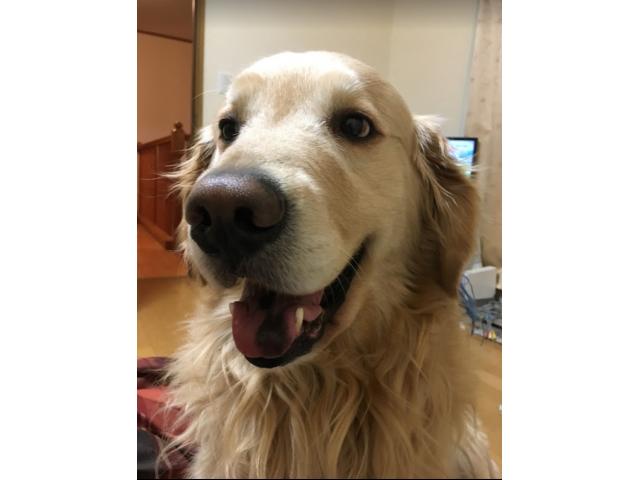 dispPetName($row['pet_name'])