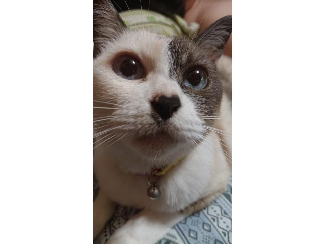 dispPetName($row['pet_name'])